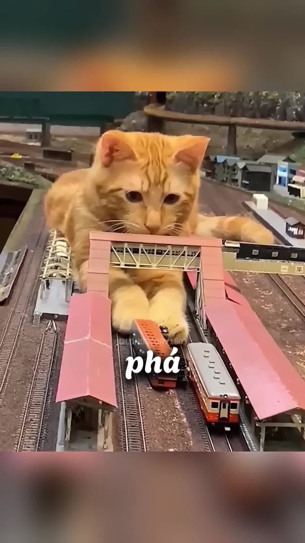 Con mèo cam đã cứu khách sạn khỏi phá sản 🐈💸