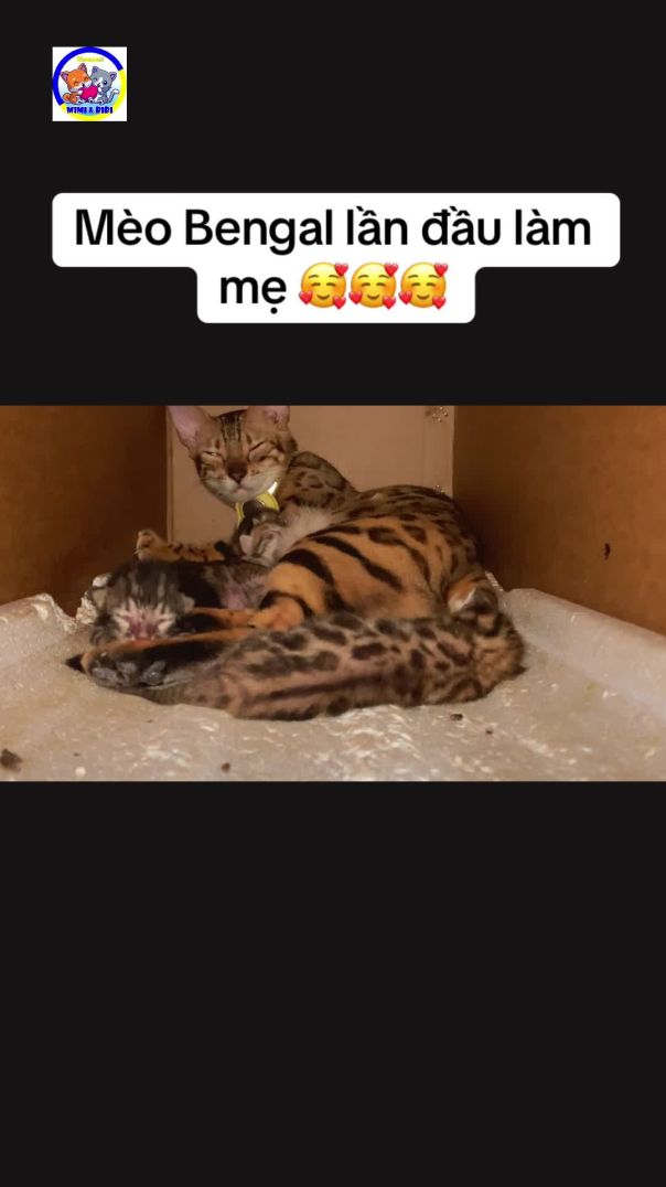 Chichi lần đầu làm mẹ 😊😊😊