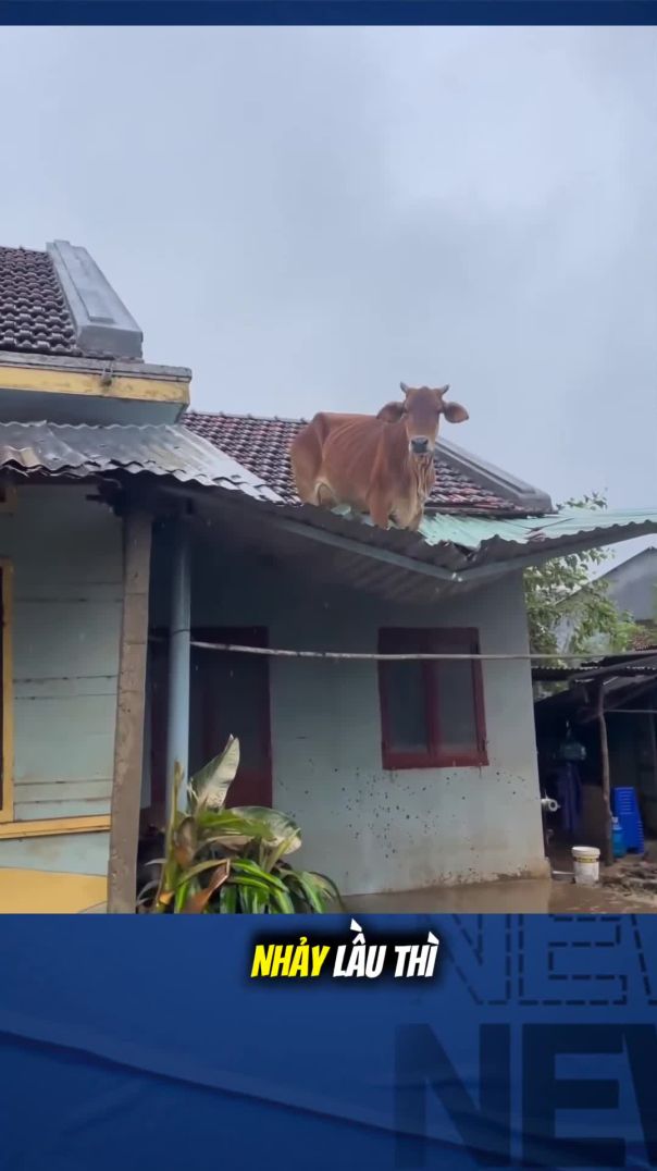 Cho bò lên tránh lũ giờ làm cách nào cho xuống?