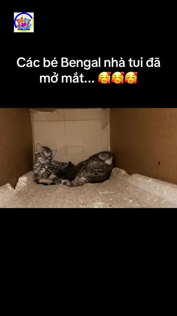 Các bé Bengal nhà tui đã mở mắt 😘😘😘