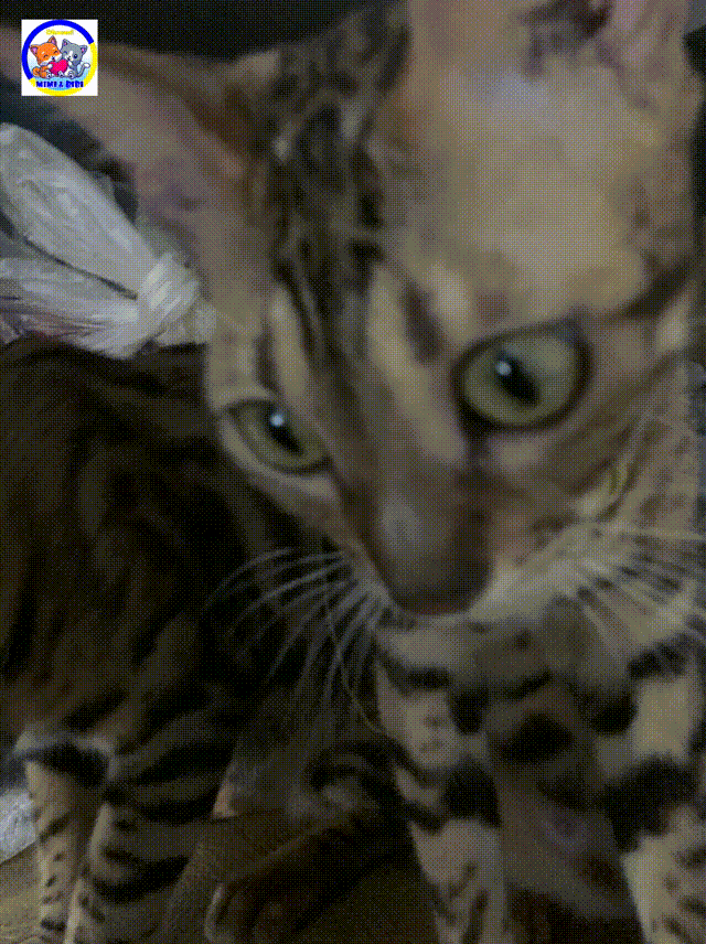 Vợ chồng Bibi và Chichi lần đầu lên sóng... 😊 😊 😊