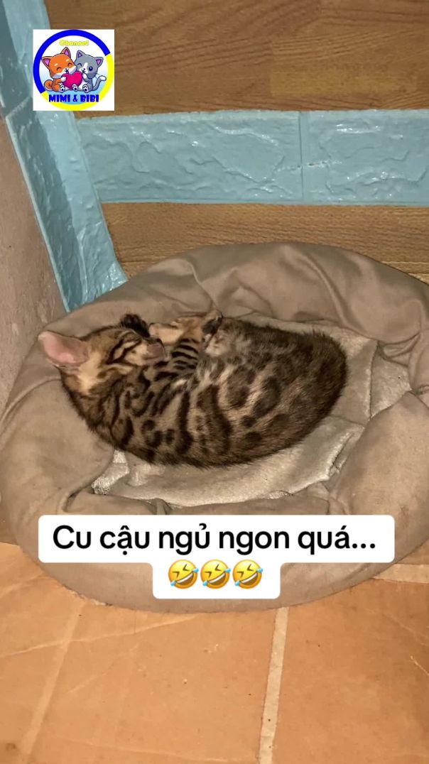 Cu cậu ngủ ngon quá... 🤣🤣🤣