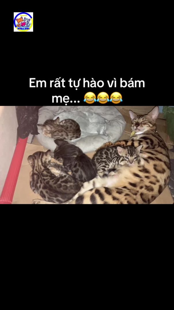 Bé út rất tự hào vì bám mẹ Chichi 😂😂😂