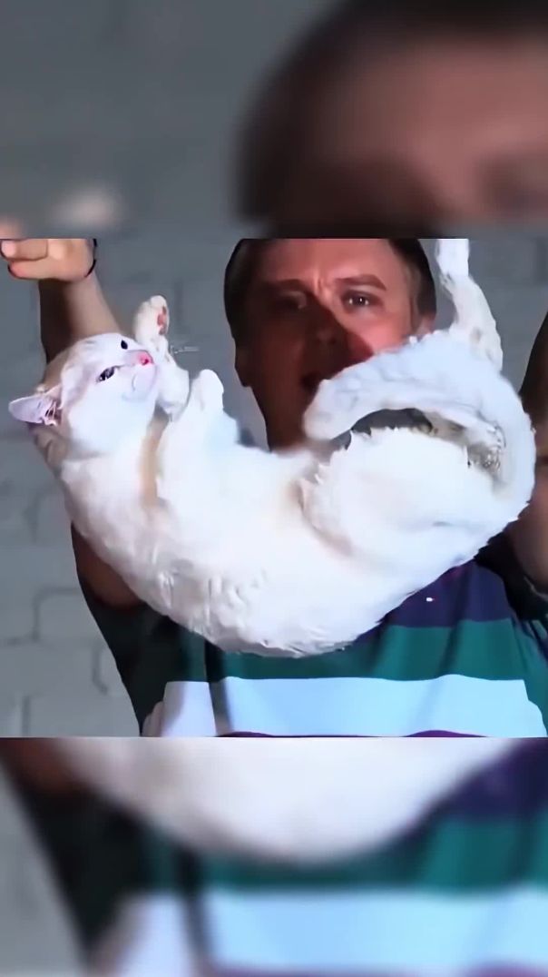 Loài mèo từng khiến các nhà khoa học NASA đau đầu