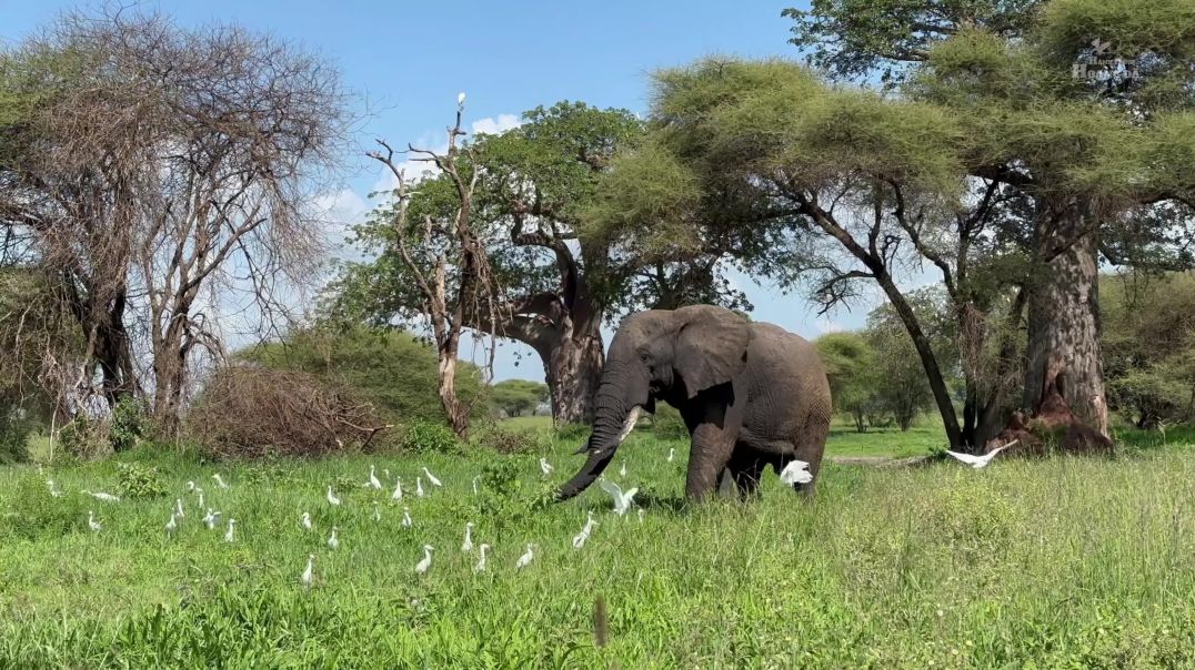 Thế Giới Động Vật - Khám phá Tanzania hoang dã