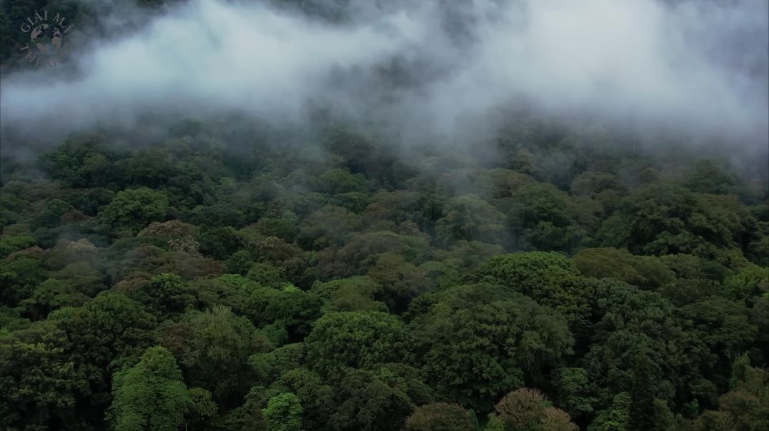 ⁣Thứ gì trong rừng Amazon khiến con người phải dừng lại?