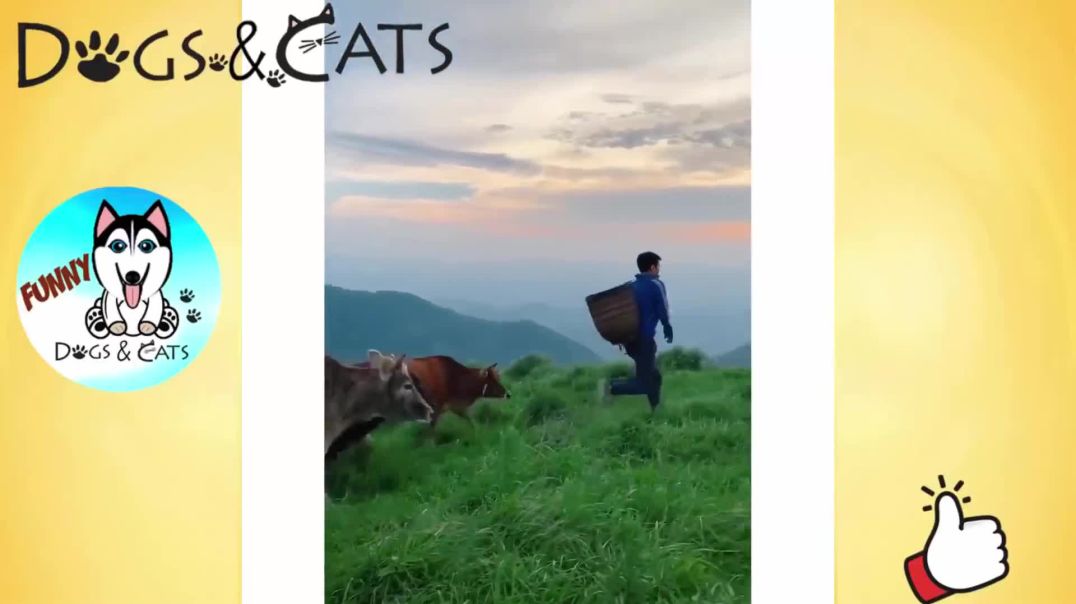 ⁣Những con vật bá đạo hài hước nhất thế giới