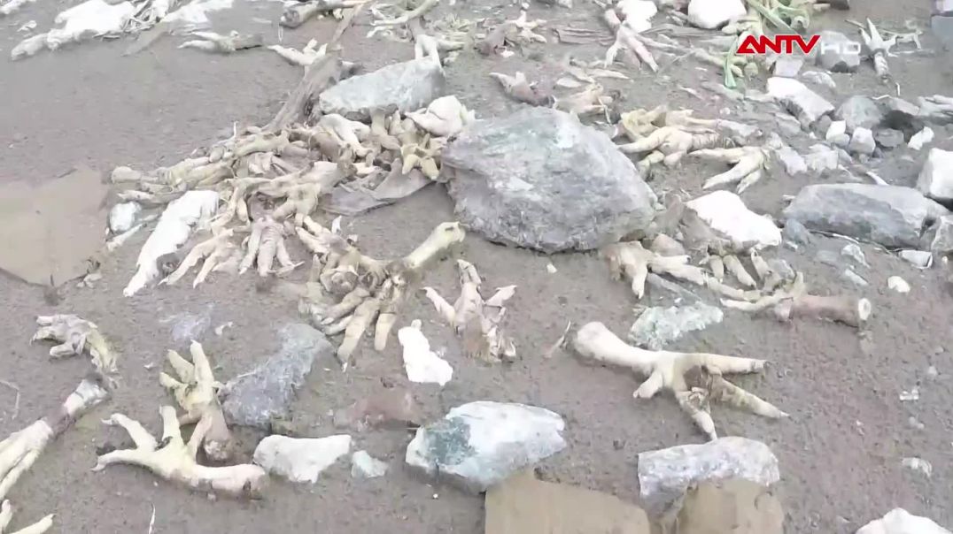 Rùng mình kinh hãi chân gà thải loại Trung Quốc lúc nhúc giòi bọ, cấp đông 20 năm