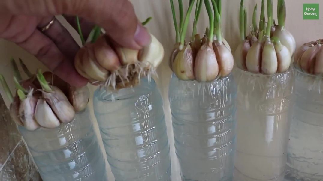 Phương pháp trồng tỏi cực kỳ đơn giản bằng chai nhựa