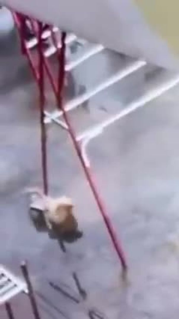 Cụ Tổ Meo Meo hiển linh 😳